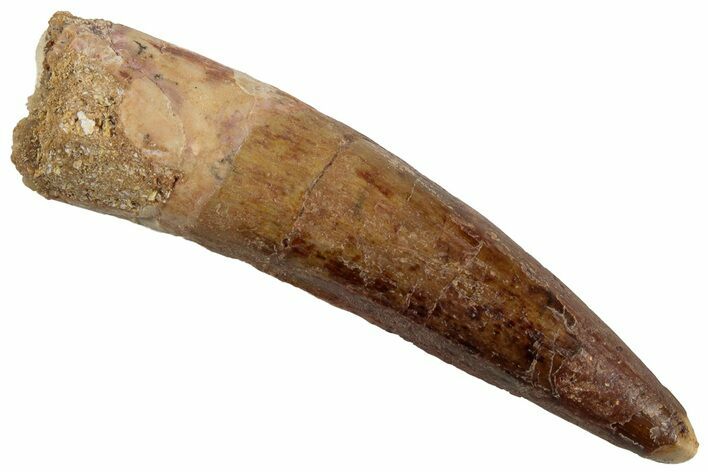 Fossil Spinosaurus Tooth - Real Dinosaur Tooth #318996